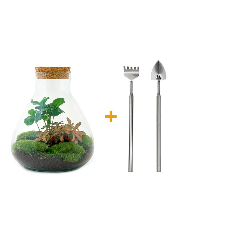 DIY terrarium - Sammie Coffea Red - Met hark en schep