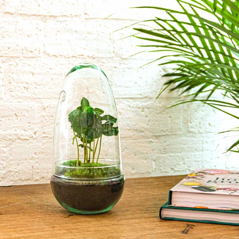 DIY Planten terrarium tweedelig bolglas - Egg Coffea