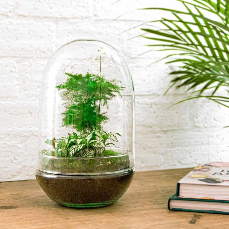 DIY Planten terrarium tweedelig bolglas - Egg XL
