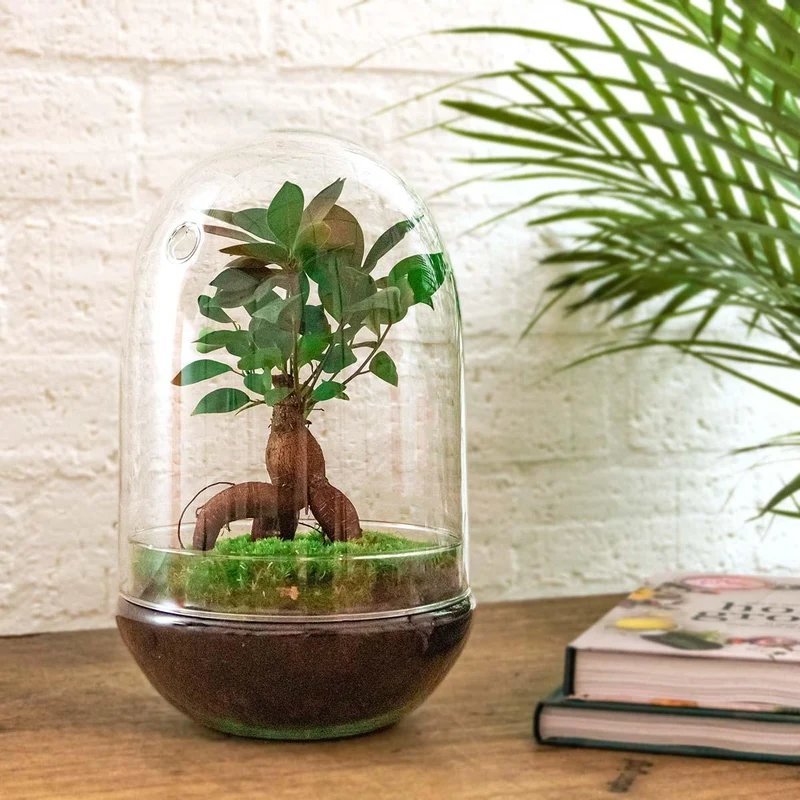 DIY Planten terrarium tweedelig bolglas - Egg XL Bonsai