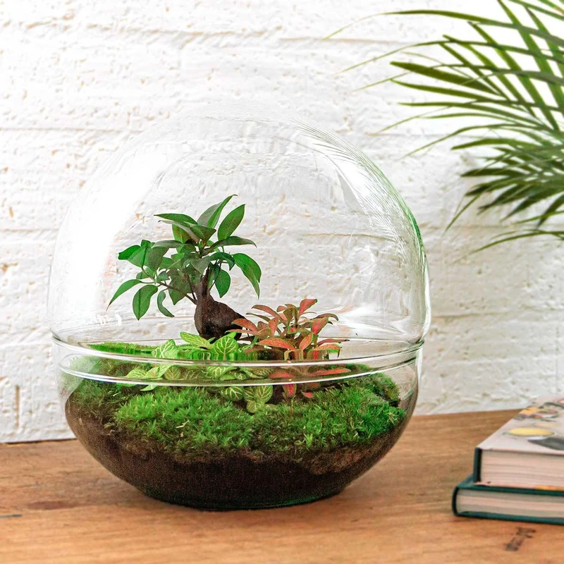 DIY Planten terrarium tweedelig bolglas - Dome XL Bonsai - Met hark en schep