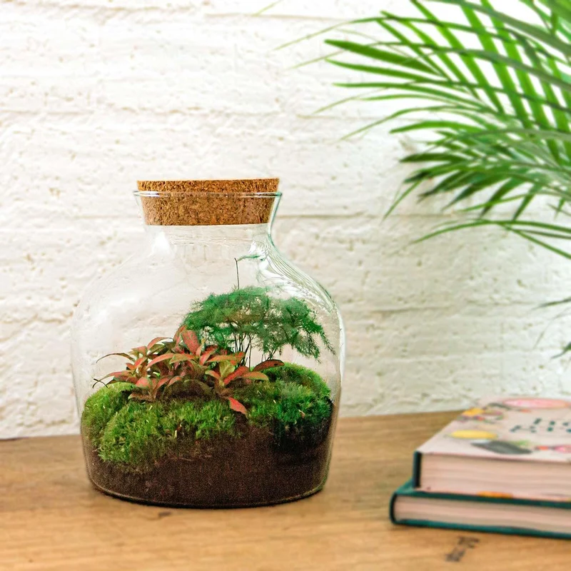 DIY terrarium - Little Joe - Met complete gereedschapsset