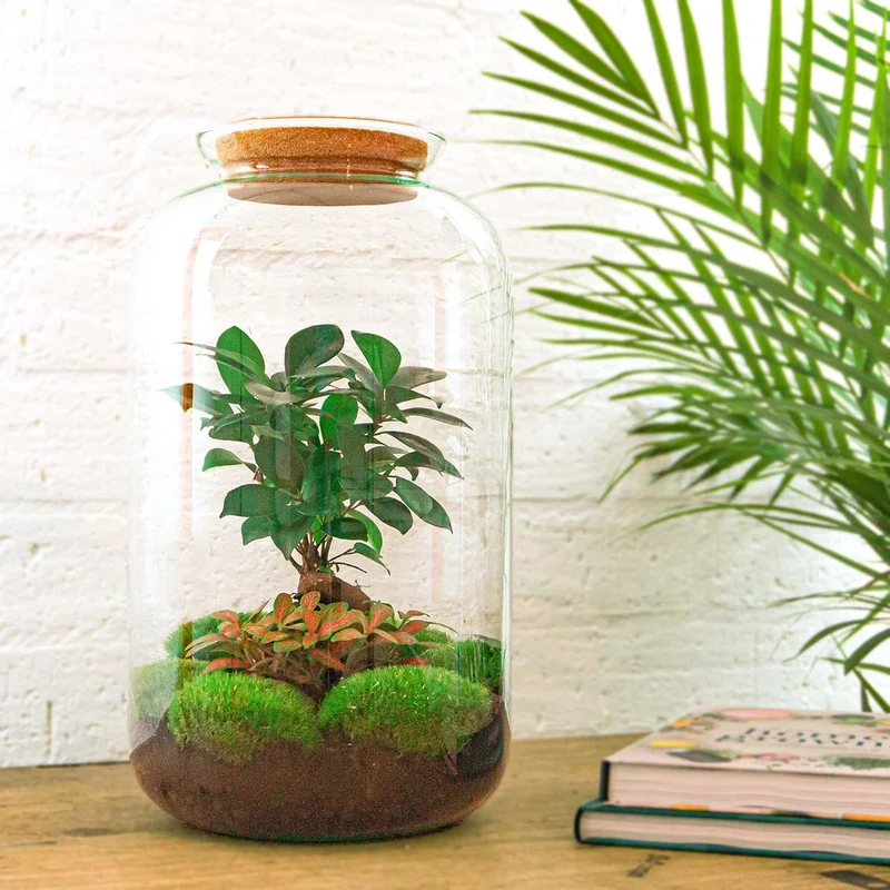 DIY terrarium - Sven Bonsai - Met complete gereedschapsset