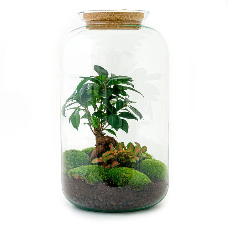 DIY terrarium - Sven Bonsai - Zonder gereedschap