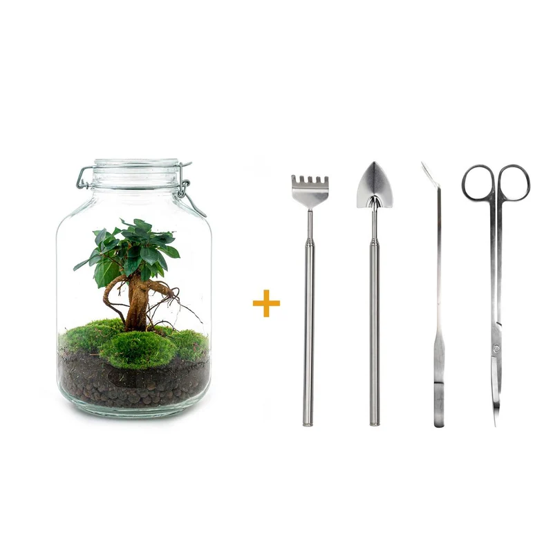 DIY terrarium - Jar - Ficus Ginseng bonsai - Met complete gereedschapsset