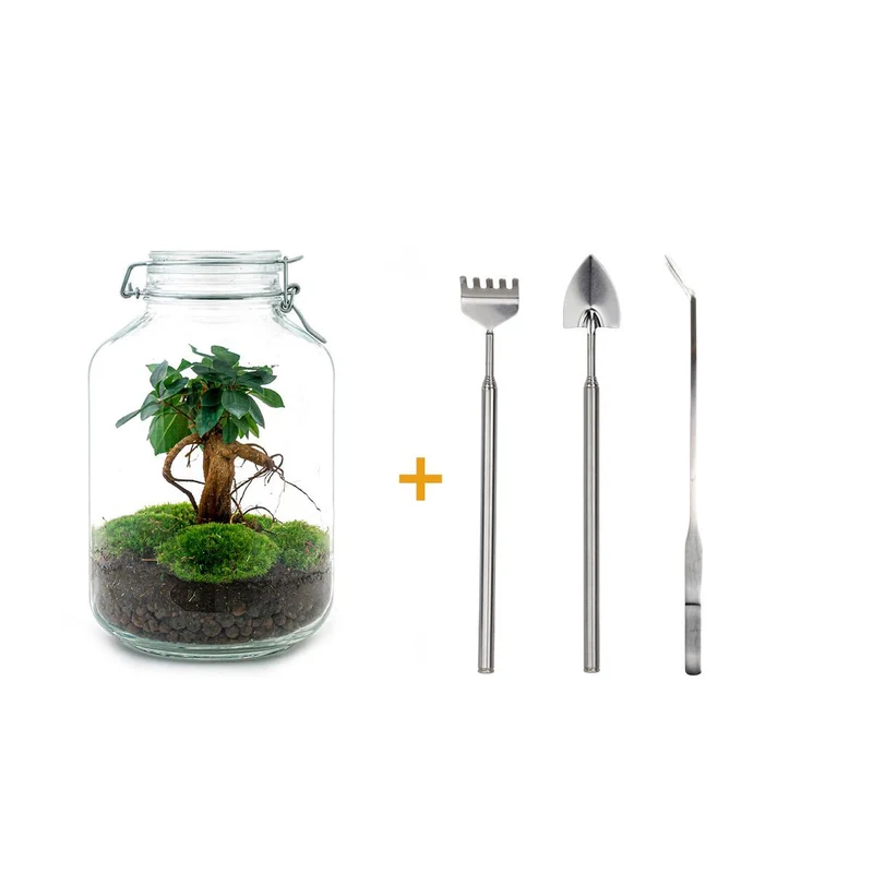 DIY terrarium - Jar - Ficus Ginseng bonsai - Met hark, schep en pincet