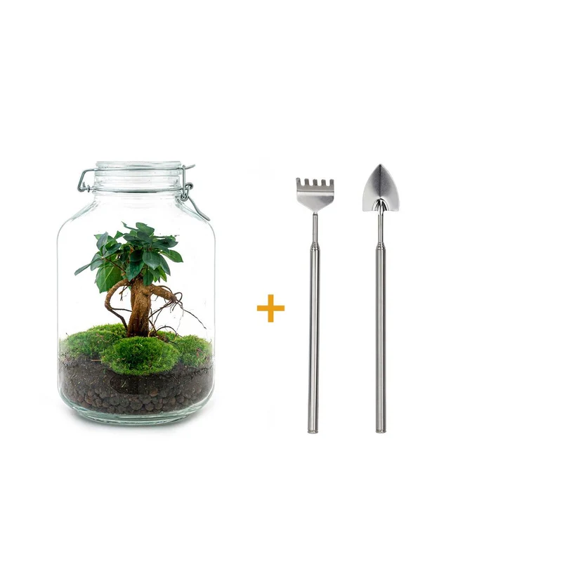 DIY terrarium - Jar - Ficus Ginseng bonsai - Met hark en schep