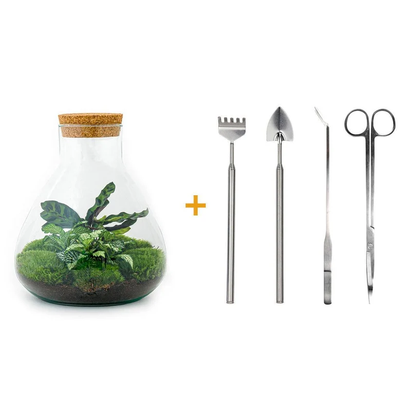 DIY terrarium - Sammie Calathea - Met complete gereedschapsset