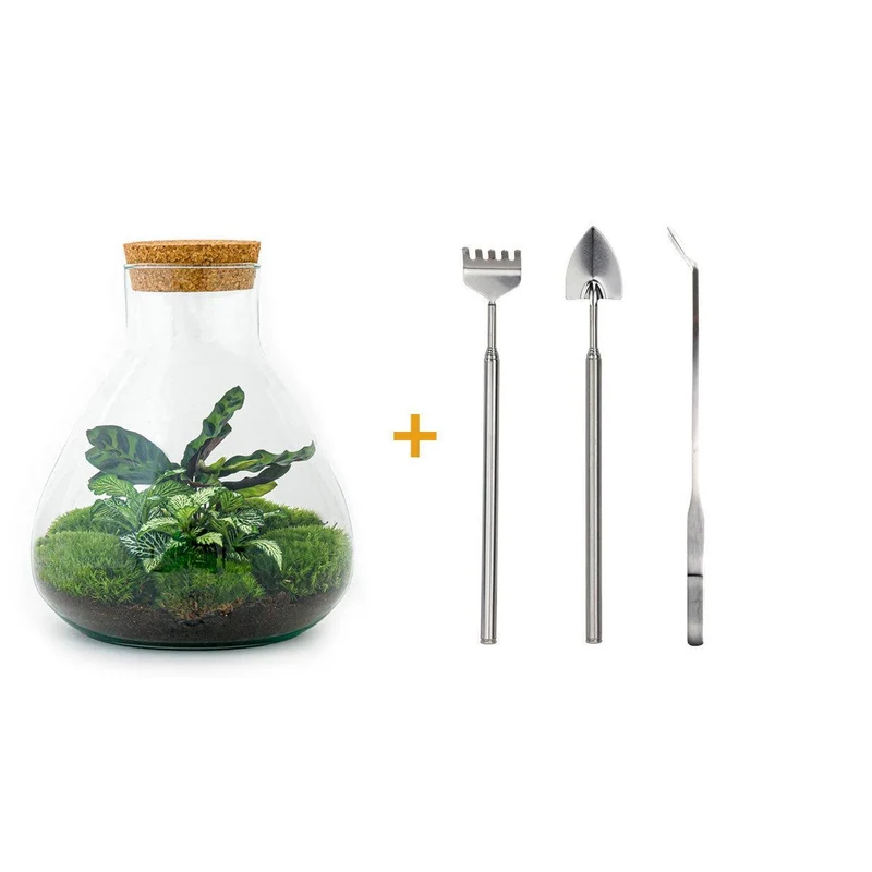 DIY terrarium - Sammie Calathea - Met hark, schep en pincet