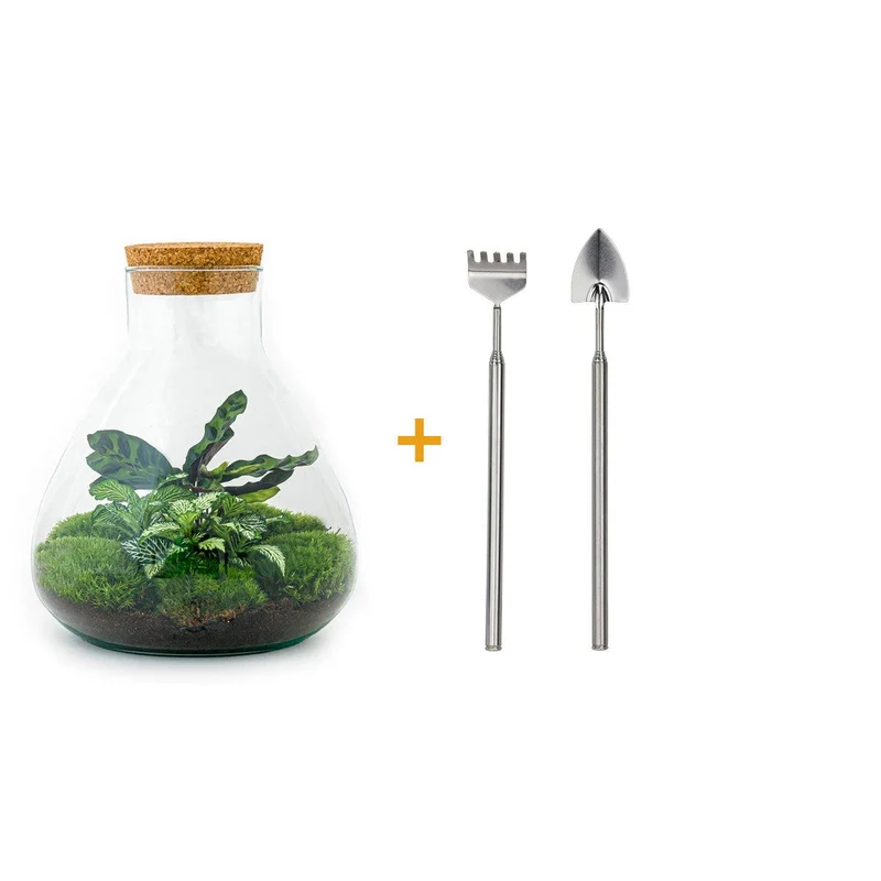 DIY terrarium - Sammie Calathea - Met hark en schep
