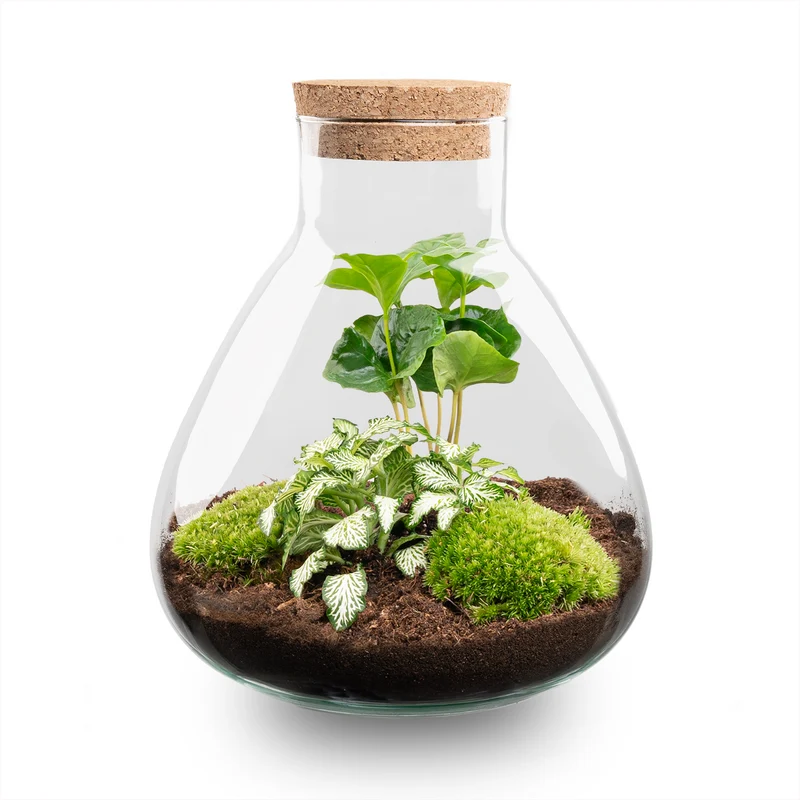 DIY Planten terrarium - Sammie Coffea White