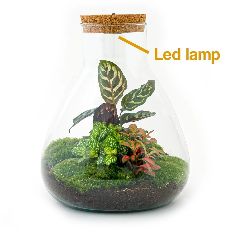 DIY Planten terrarium met licht - Sam Calathea - Met hark, schep en pincet