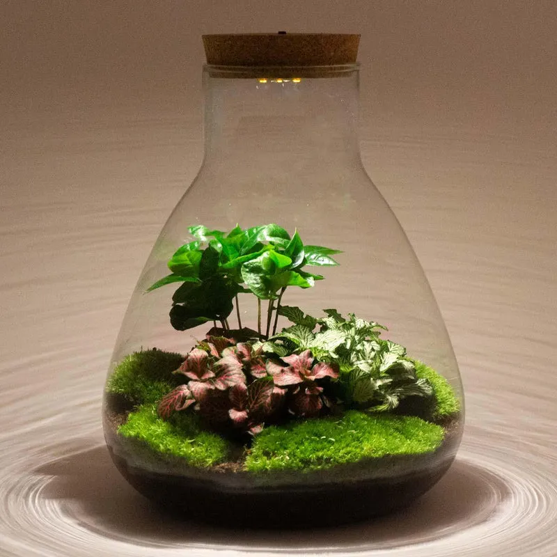 DIY Planten terrarium met licht - Sam Calathea - Zonder gereedschap