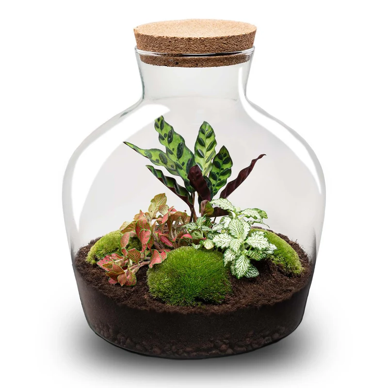 DIY Planten terrarium met licht - Fat Joe Red - Zonder gereedschap