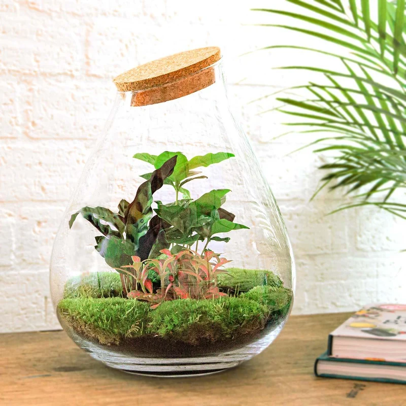 DIY Planten terrarium - Drop XL Palm - Met hark en schep