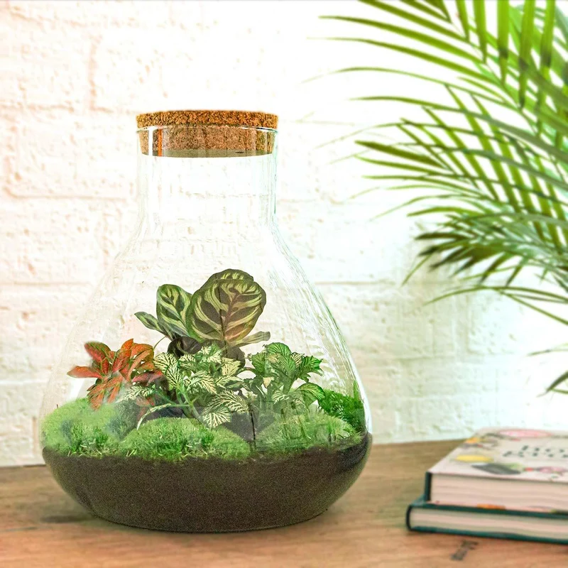 DIY Planten terrarium met licht - Sam XL Red - Met hark, schep en pincet