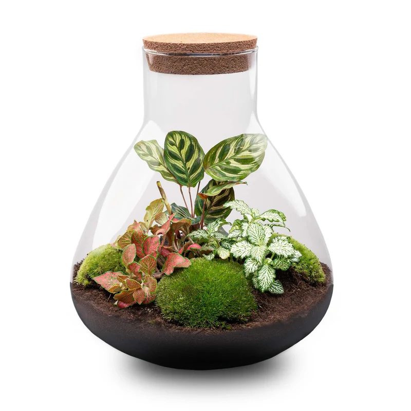 DIY Planten terrarium met licht - Sam XL Red - Zonder gereedschap