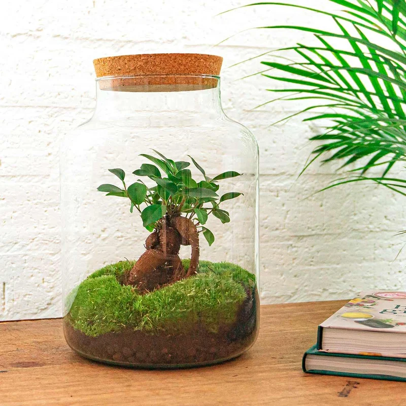 DIY Planten terrarium met licht - Milky Bonsai - Met complete gereedschapsset