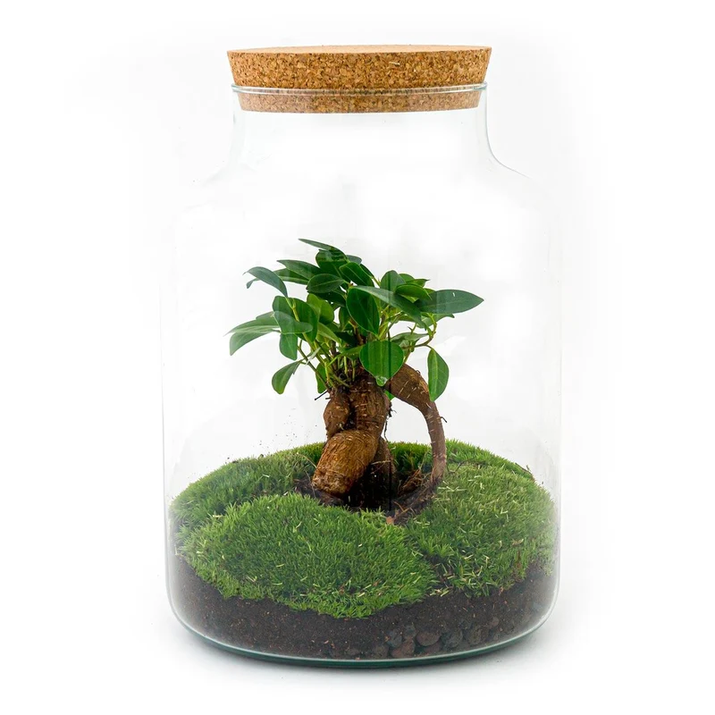 DIY Planten terrarium met licht - Milky Bonsai - Met hark, schep en pincet