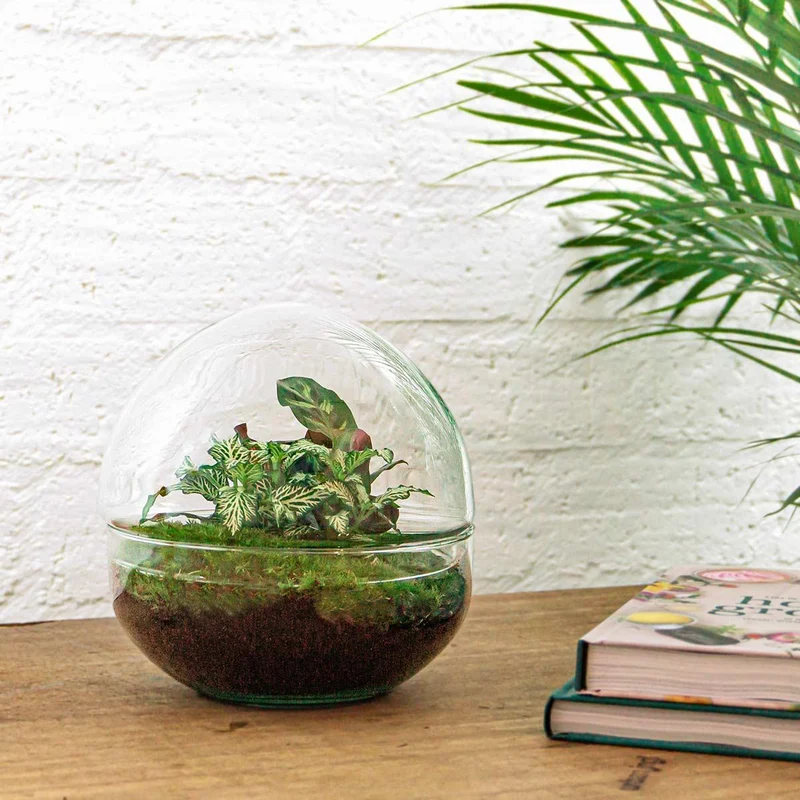 DIY Planten terrarium tweedelig bolglas - Dome - Met hark, schep en pincet