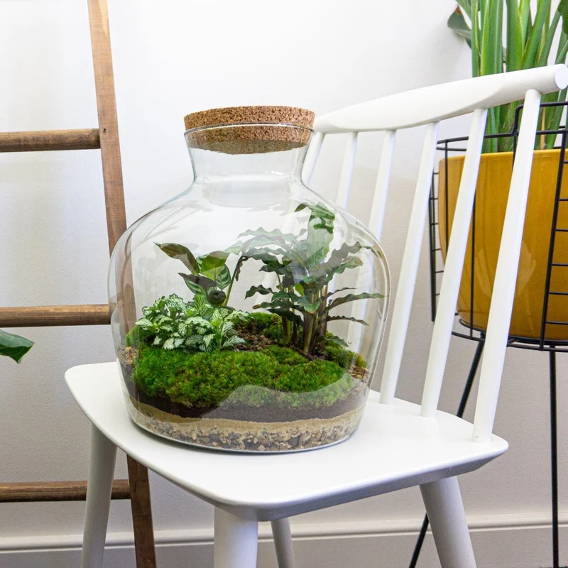 DIY Planten terrarium met licht - Fat Joe - Zonder gereedschap