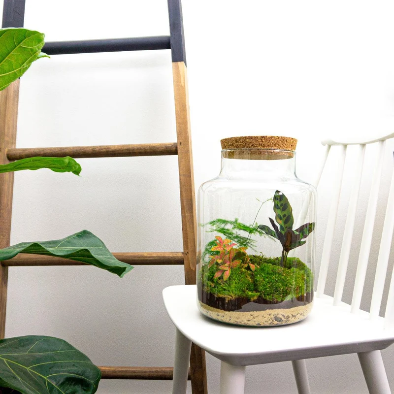 DIY Planten terrarium met licht - Milky - Zonder gereedschap