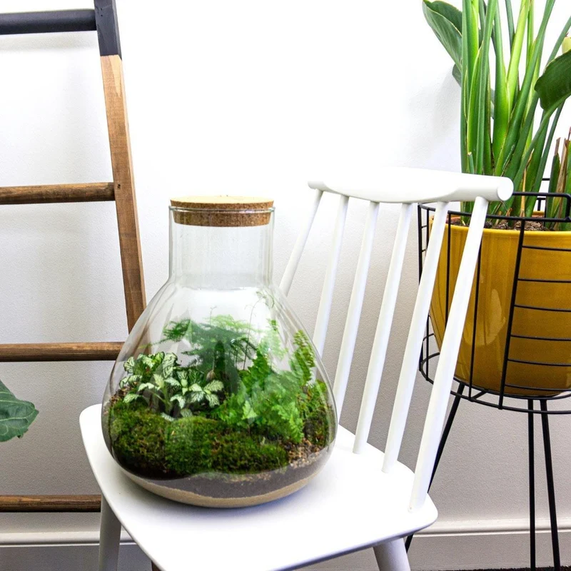 DIY Planten terrarium met licht - Sam XL Green - Zonder gereedschap