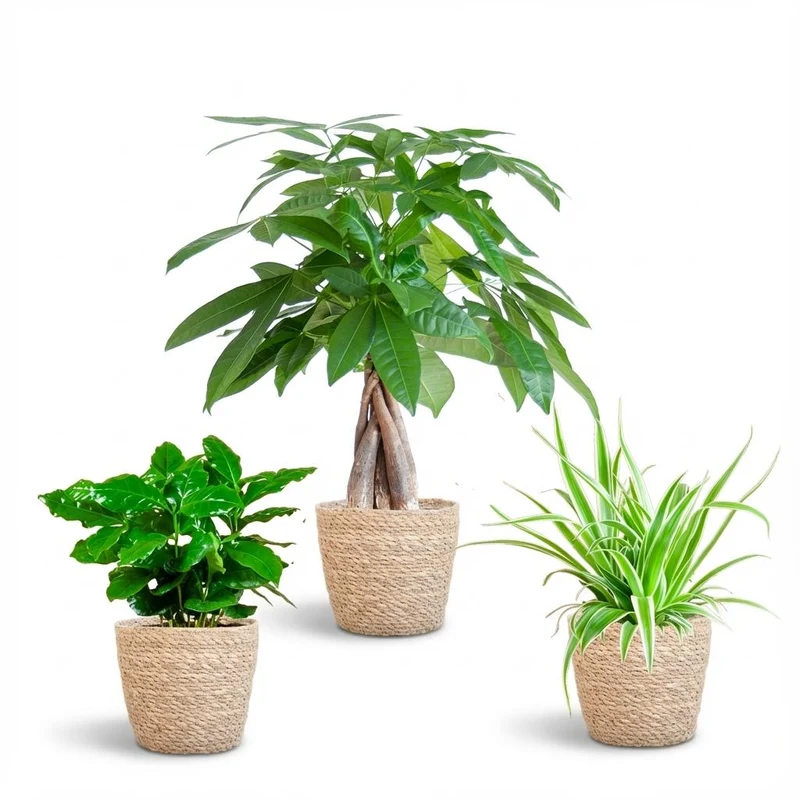 Diervriendelijke Plantenbox - klein - met Mand Zeegras naturel