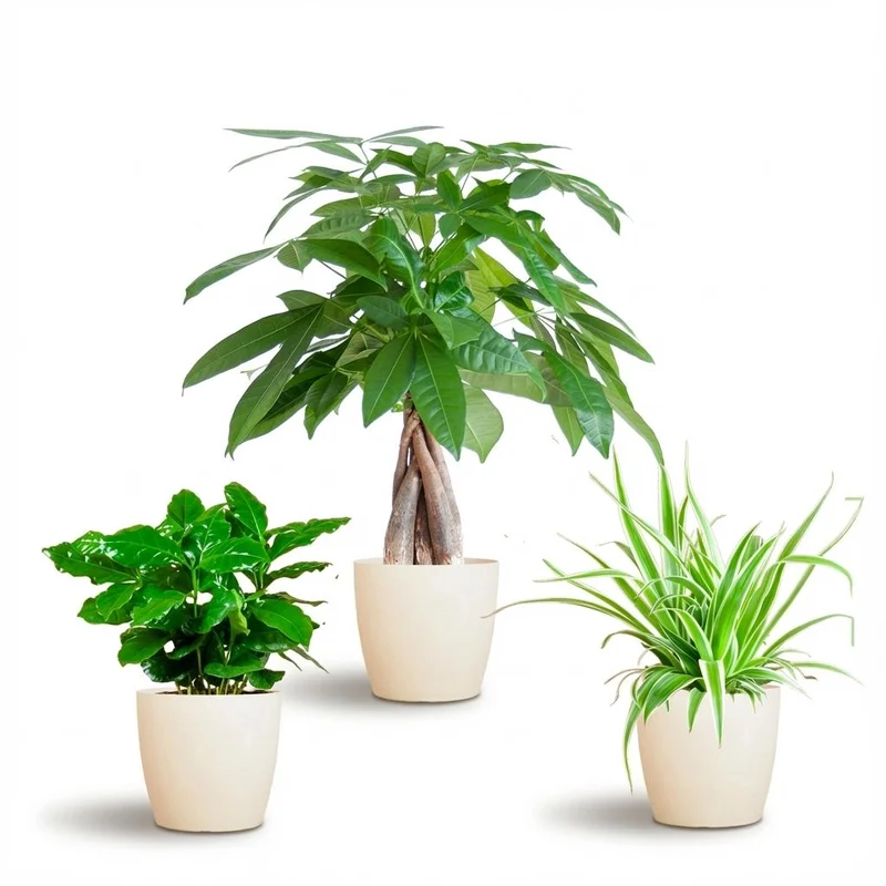Diervriendelijke Plantenbox - klein - met witte pot