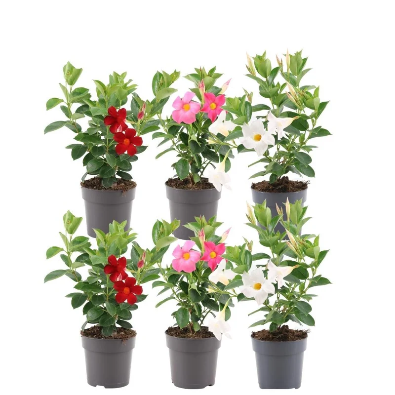 Dipladenia Mix - 2 x Mandevilla roze - 2 x Mandevilla wit - 2 x Mandevilla rood