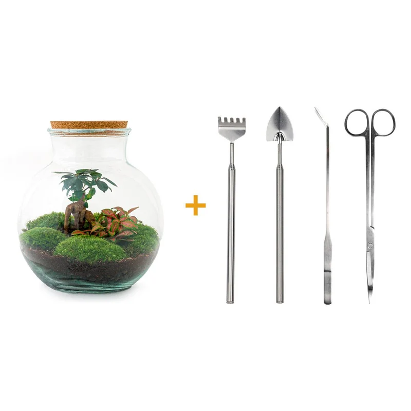 DIY Planten terrarium (met licht) - Teddy Bonsai - Met complete gereedschapsset