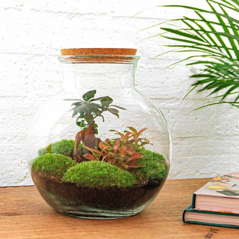 DIY Planten terrarium (met licht) - Teddy Bonsai - Met hark, schep en pincet