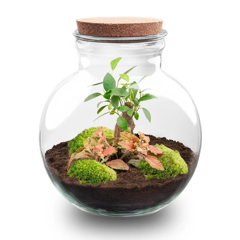 DIY Planten terrarium (met licht) - Teddy Bonsai - Zonder gereedschap