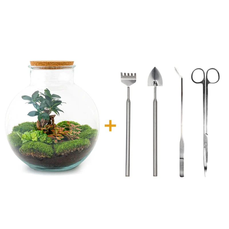 DIY Planten terrarium - Bolder Bob Bonsai - Met complete gereedschapsset
