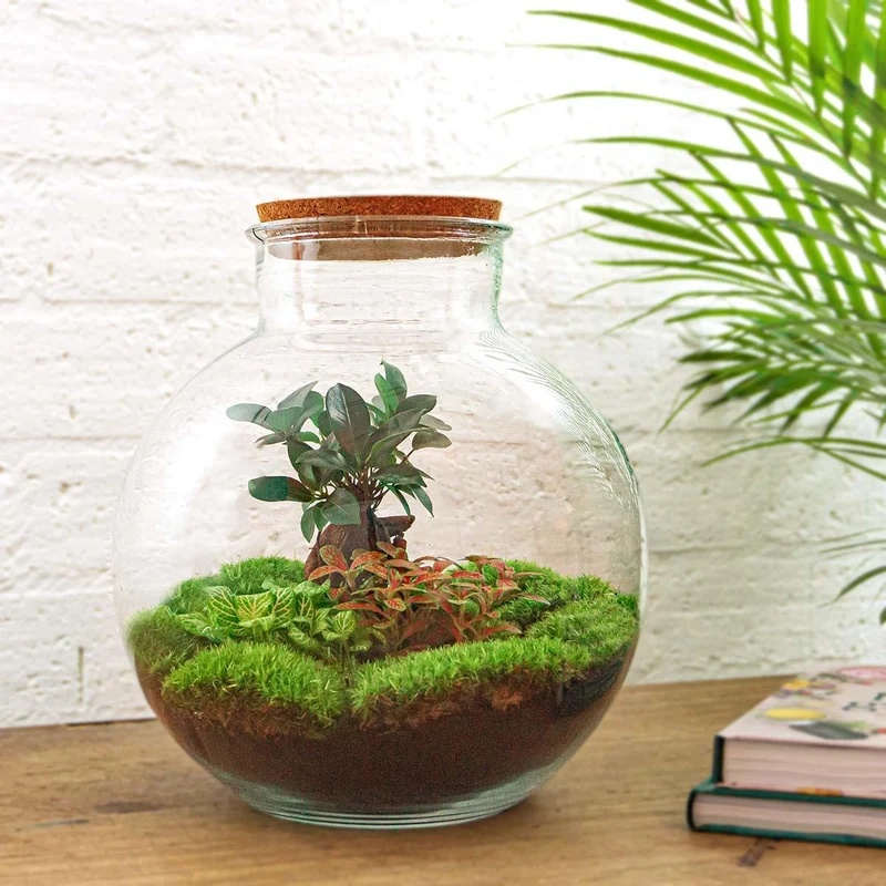 DIY Planten terrarium - Bolder Bob Bonsai - Zonder gereedschap
