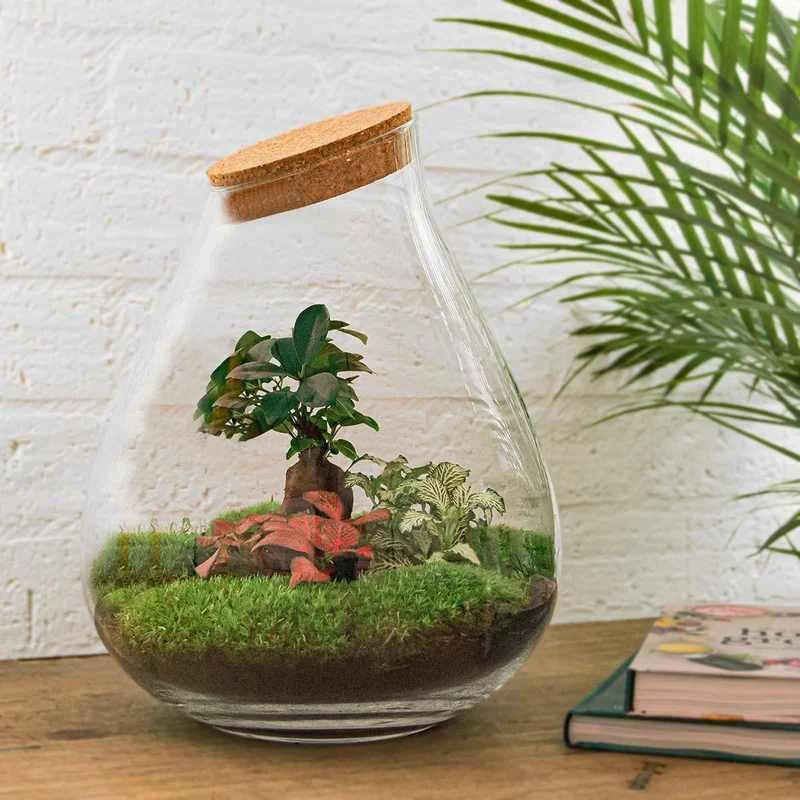 DIY Planten terrarium - Drop XL Bonsai 'red' - Met complete gereedschapsset