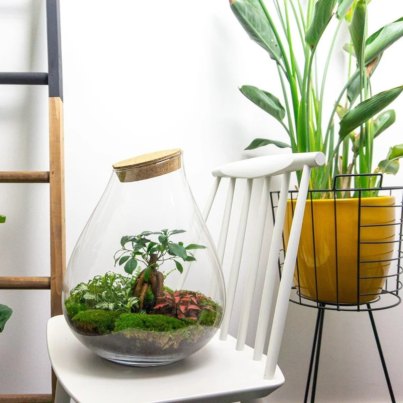 DIY Planten terrarium - Drop XL Bonsai 'red' - Zonder gereedschap