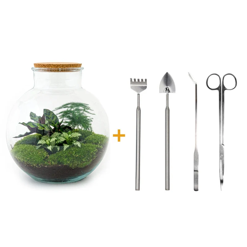 DIY Planten terrarium (met verlichting) - Bolder Bob - Met complete gereedschapsset