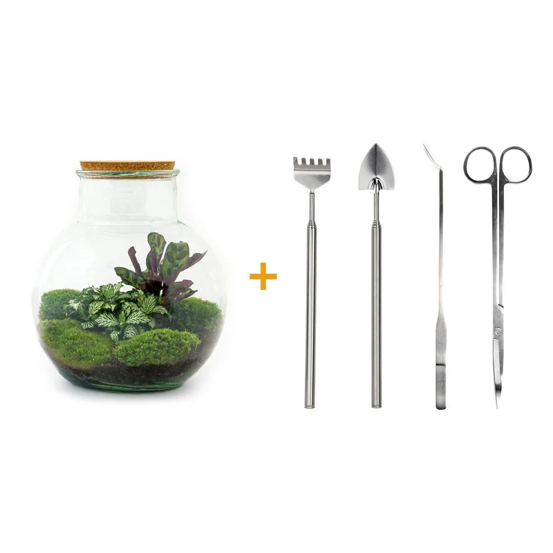DIY Planten terrarium (met licht) - Teddy - Met complete gereedschapsset