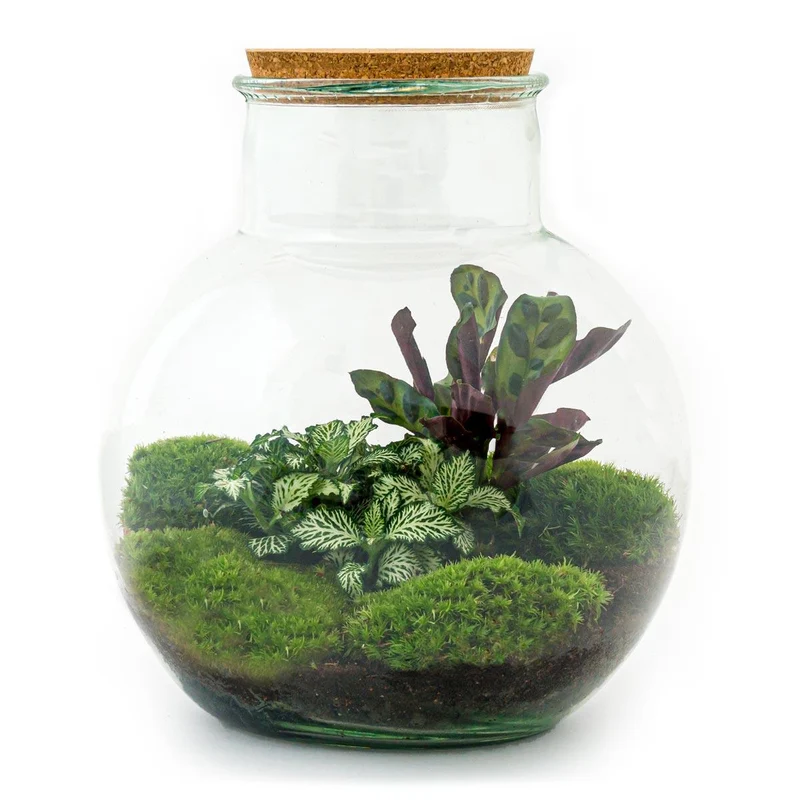 DIY Planten terrarium (met licht) - Teddy - Met hark, schep en pincet