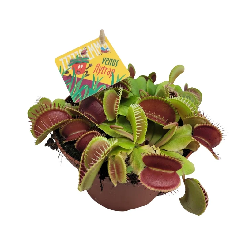 Dionaea Muscipula