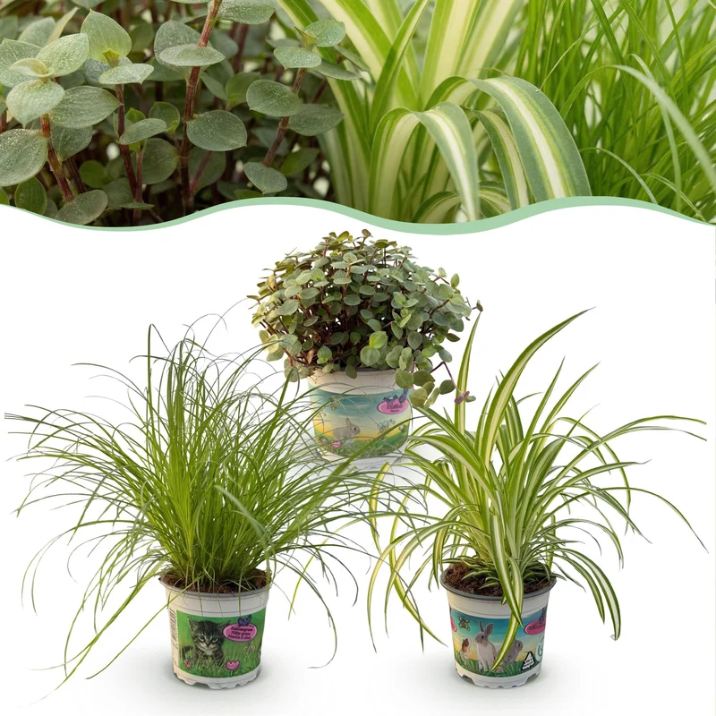 Cyperus