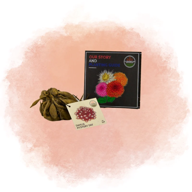 24 dahlia mystery day knollen voor 4 m², grootbloemige uitstraling