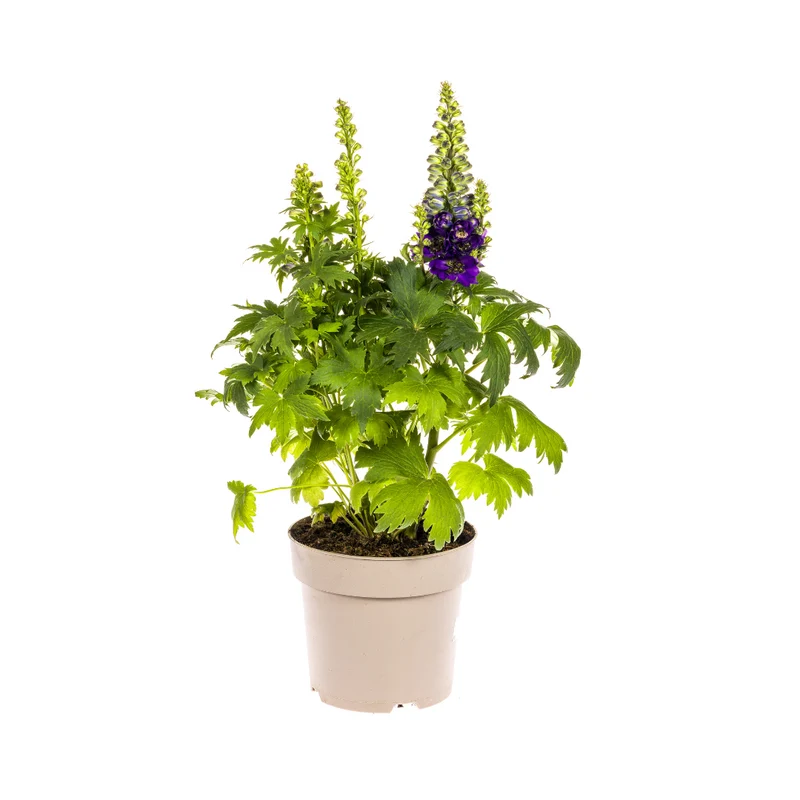 Delphinium Elatum Purple