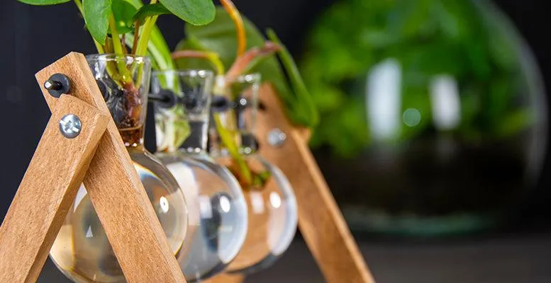 Stekstation 3 glazen vazen - hydrocultuur voor stekjes - hout
