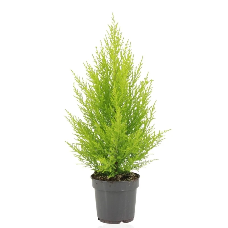 Cupressus Macrocarpa Goldcrest Wilma