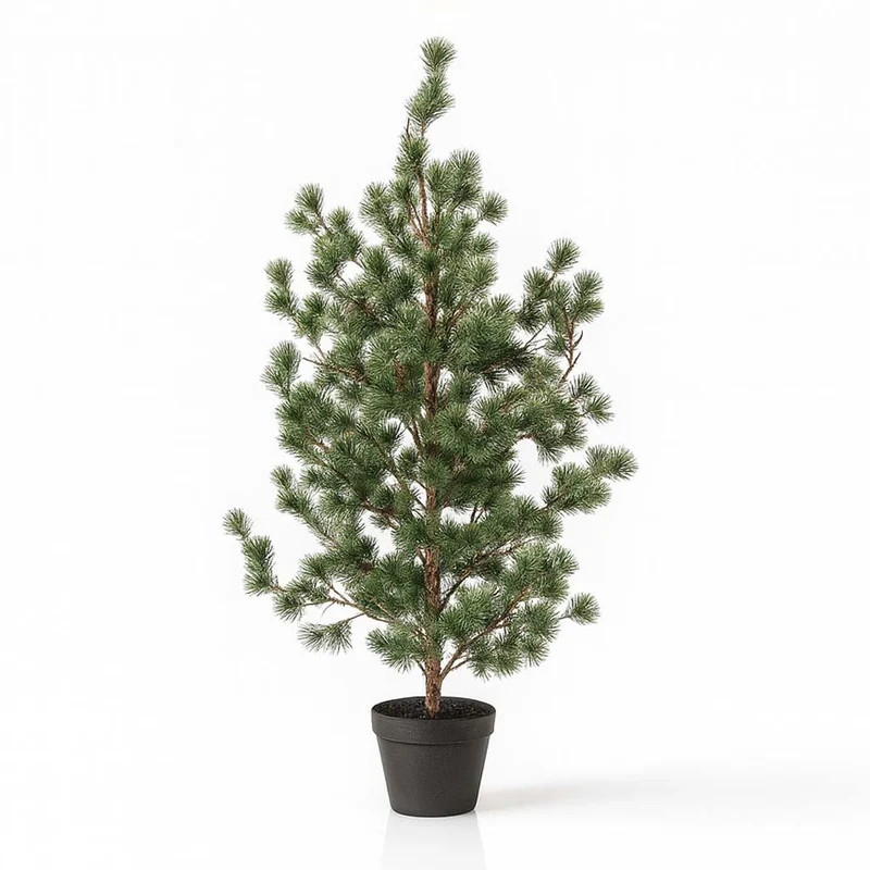 Dennenboom (Cedar Pine)