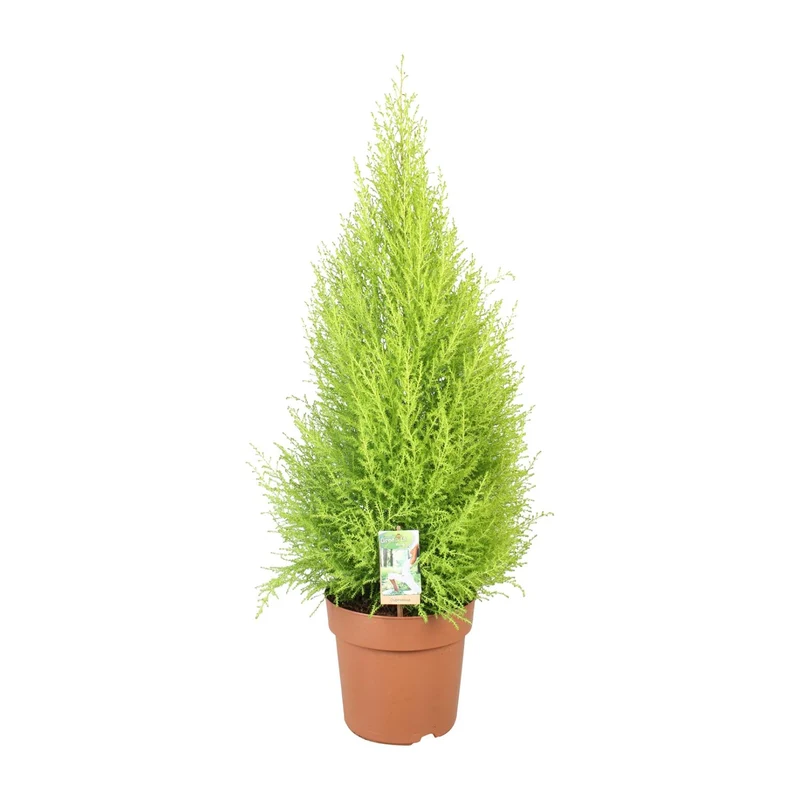 Cupressus Goldcrest Wilma