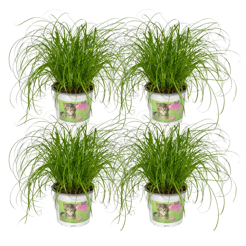 Cyperus Alternifolius (Kattengras) - 4 stuks