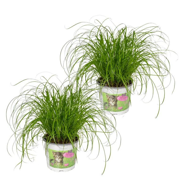 Cyperus Alternifolius (Kattengras) - 2 stuks